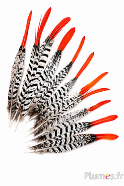 Fazant Lady Armherst - 14-19 cm - rood-wit-zwart-natuurlijk